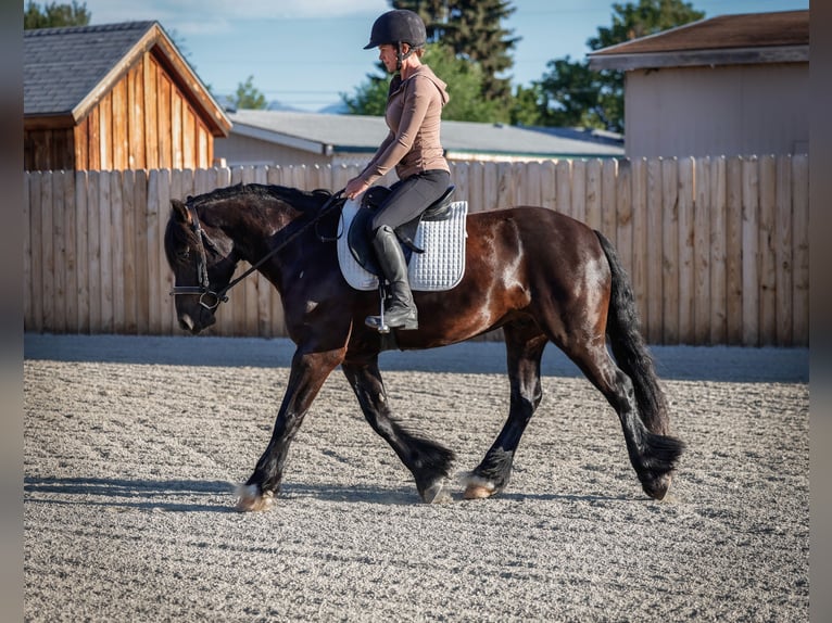 Gypsy Horse Mix Gelding 4 years 14,1 hh Black in Hamilton, MT