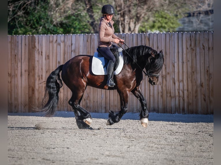 Gypsy Horse Mix Gelding 4 years 14,1 hh Black in Hamilton, MT