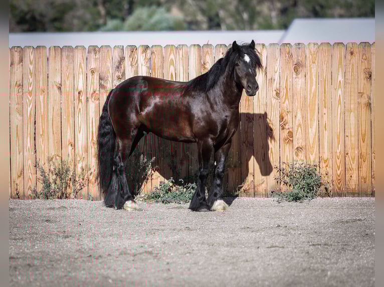 Gypsy Horse Mix Gelding 4 years 14,1 hh Black in Hamilton, MT