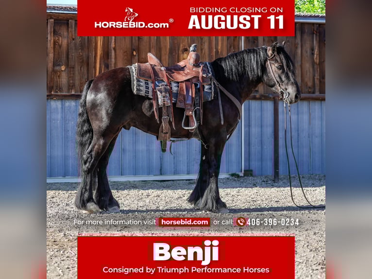 Gypsy Horse Mix Gelding 4 years 14,1 hh Black in Hamilton, MT