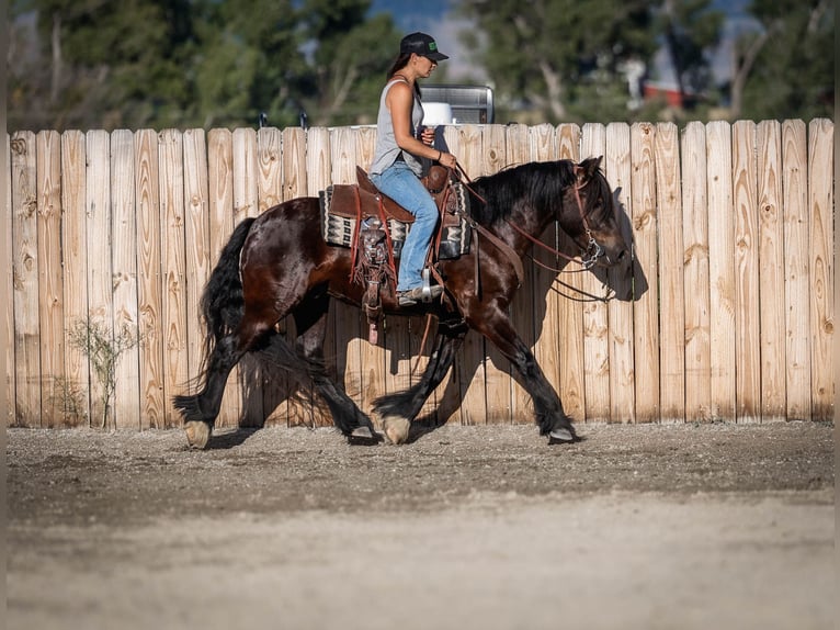 Gypsy Horse Mix Gelding 4 years 14,1 hh Black in Hamilton, MT