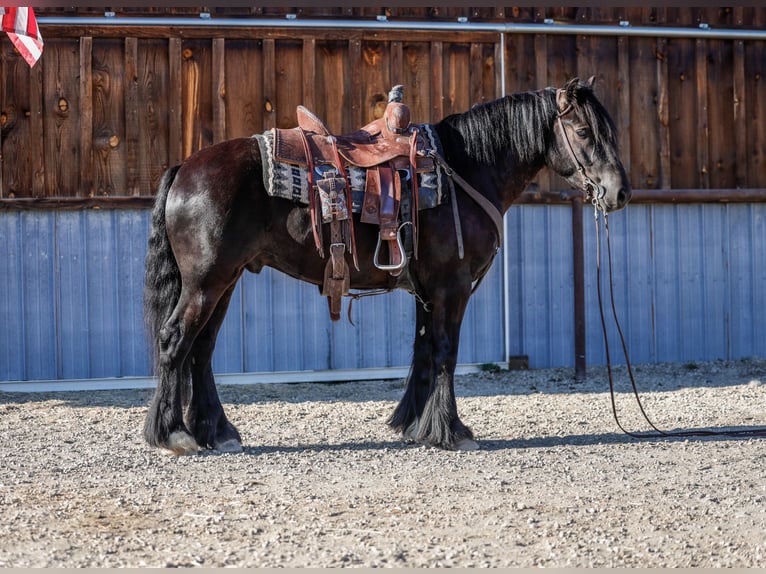 Gypsy Horse Mix Gelding 4 years 14,1 hh Black in Hamilton, MT