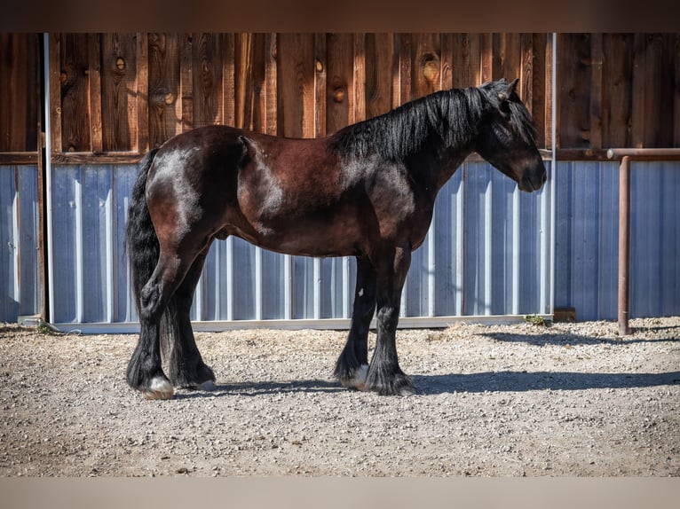 Gypsy Horse Mix Gelding 4 years 14,1 hh Black in Hamilton, MT