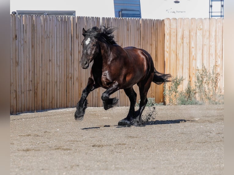 Gypsy Horse Mix Gelding 4 years 14,1 hh Black in Hamilton, MT