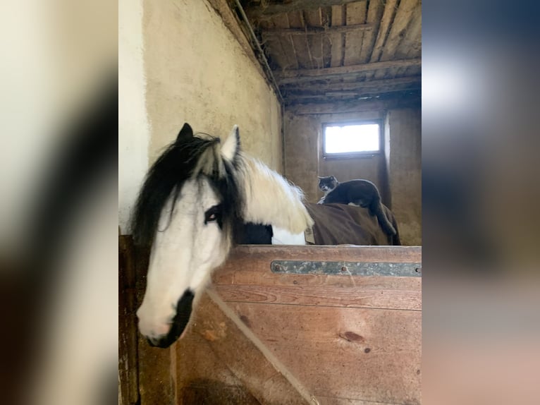 Gypsy Horse Gelding 4 years 14,1 hh Pinto in Elsendorf
