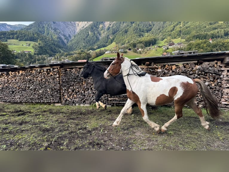 Gypsy Horse Mix Gelding 4 years 14,1 hh Pinto in Dalaas