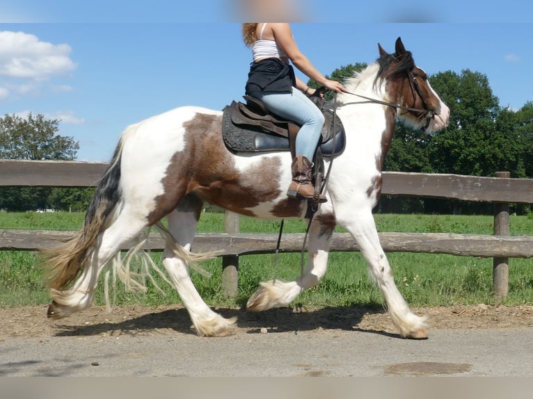 Gypsy Horse Gelding 4 years 14,2 hh Pinto in Lathen