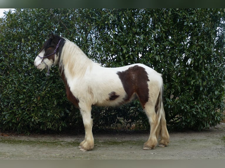 Gypsy Horse Gelding 4 years 14,2 hh Pinto in Lathen