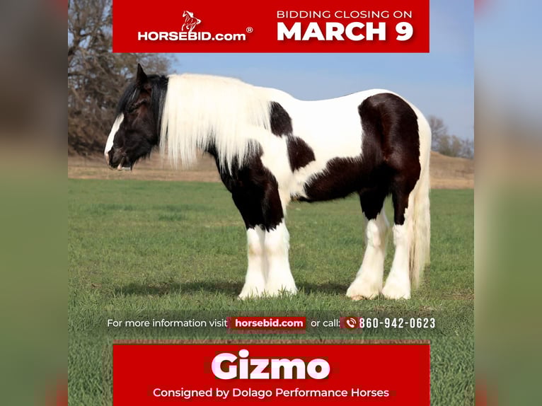 Gypsy Horse Gelding 4 years 14,2 hh Pinto in Ripley