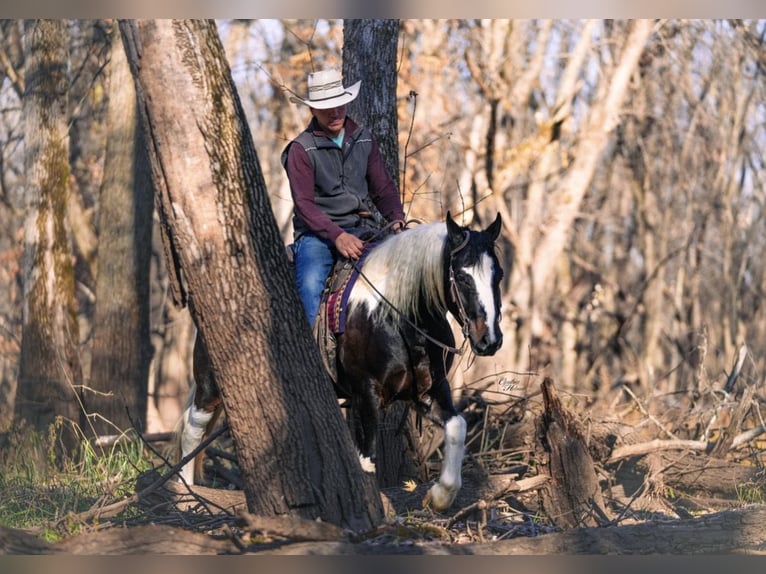 Gypsy Horse Mix Gelding 4 years 14,2 hh Pinto in Fairbank