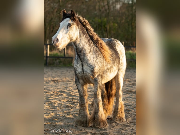 Gypsy Horse Gelding 4 years 14,2 hh Sabino in Møldrup