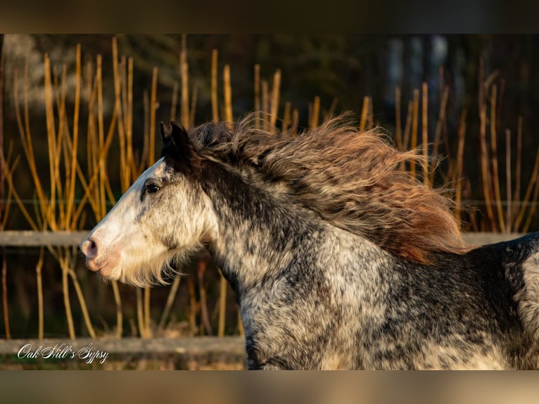 Gypsy Horse Gelding 4 years 14,2 hh Sabino in Møldrup