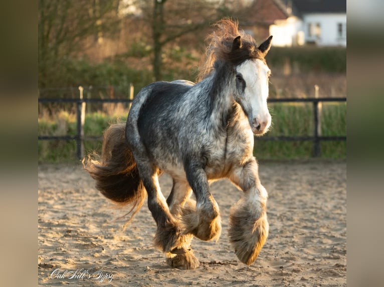 Gypsy Horse Gelding 4 years 14,2 hh Sabino in Møldrup