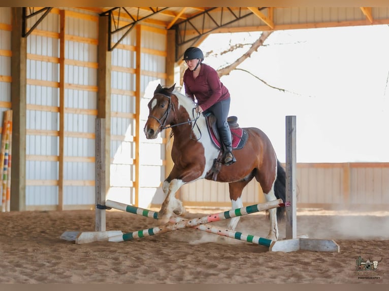 Gypsy Horse Mix Gelding 4 years 14,3 hh Bay in Auburn
