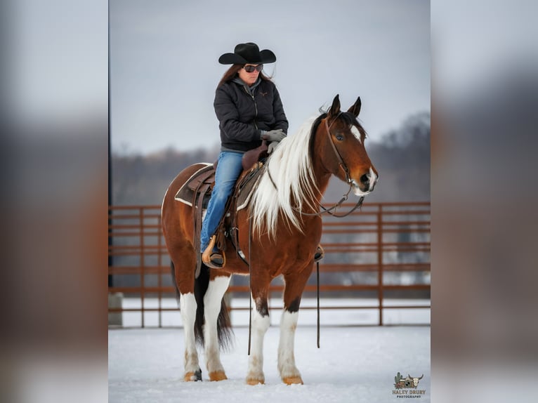 Gypsy Horse Mix Gelding 4 years 14,3 hh Bay in Auburn