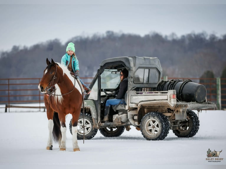 Gypsy Horse Mix Gelding 4 years 14,3 hh Bay in Auburn