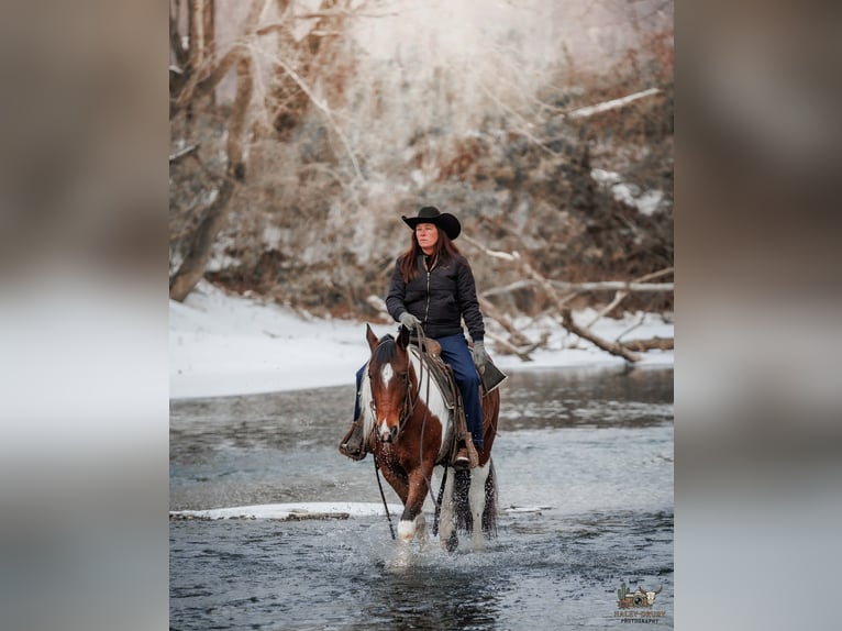 Gypsy Horse Mix Gelding 4 years 14,3 hh Bay in Auburn