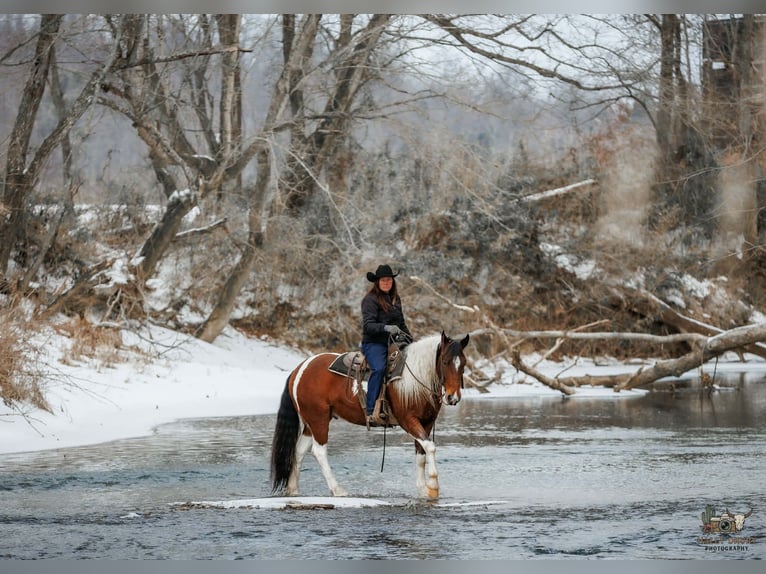 Gypsy Horse Mix Gelding 4 years 14,3 hh Bay in Auburn