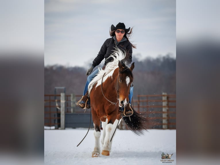 Gypsy Horse Mix Gelding 4 years 14,3 hh Bay in Auburn
