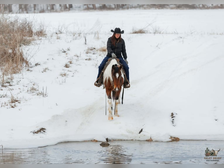 Gypsy Horse Mix Gelding 4 years 14,3 hh Bay in Auburn