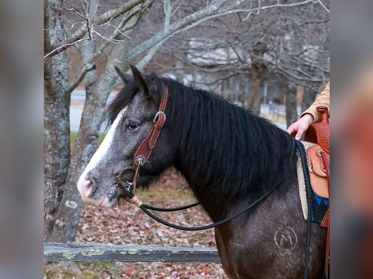 Gypsy Horse Mix Gelding 4 years 14,3 hh Black in Blairsville