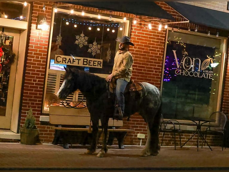 Gypsy Horse Mix Gelding 4 years 14,3 hh Black in Blairsville