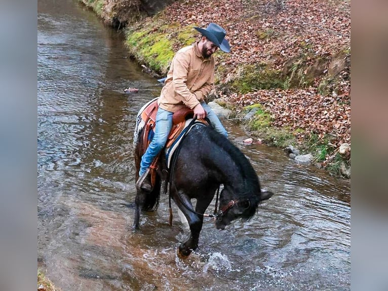 Gypsy Horse Mix Gelding 4 years 14,3 hh Black in Blairsville