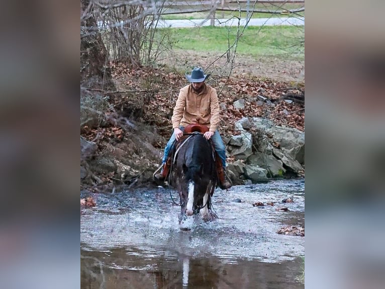 Gypsy Horse Mix Gelding 4 years 14,3 hh Black in Blairsville