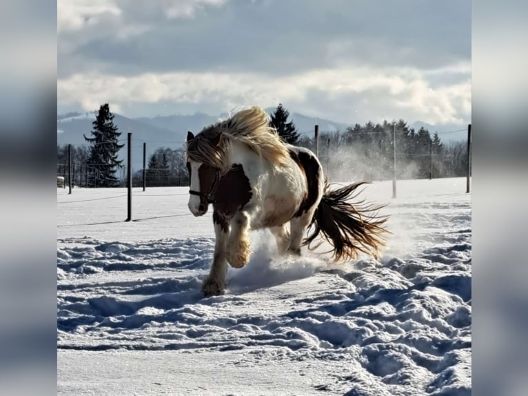 Gypsy Horse Gelding 4 years 14,3 hh Pinto in Kirchdorf an der Krems