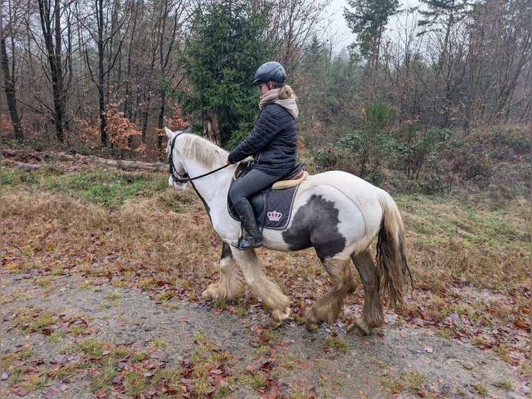 Gypsy Horse Gelding 4 years 14,3 hh Pinto in Morsbach