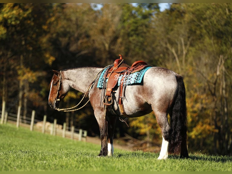 Gypsy Horse Mix Gelding 4 years 14,3 hh Roan-Bay in Millersburg