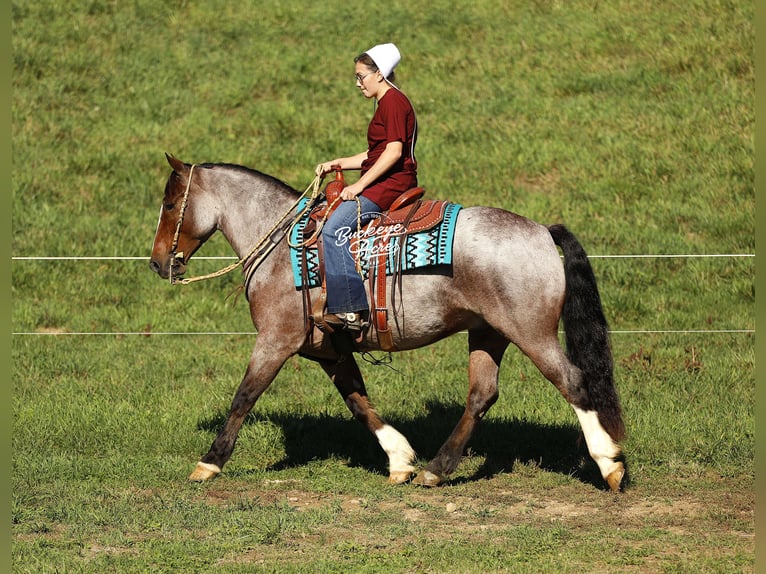 Gypsy Horse Mix Gelding 4 years 14,3 hh Roan-Bay in Millersburg