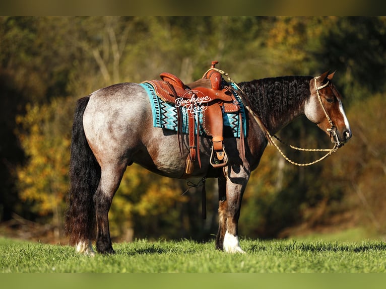 Gypsy Horse Mix Gelding 4 years 14,3 hh Roan-Bay in Millersburg