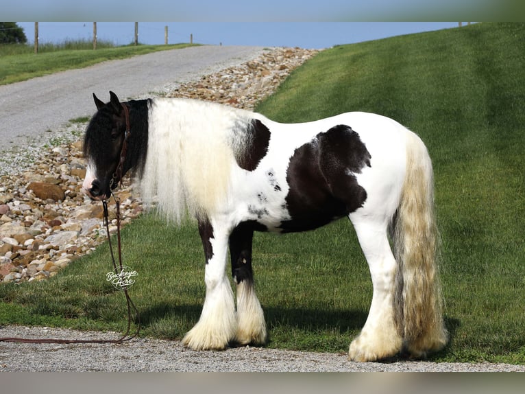 Gypsy Horse Gelding 4 years 14,3 hh Tobiano-all-colors in Millersburg