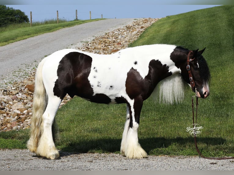 Gypsy Horse Gelding 4 years 14,3 hh Tobiano-all-colors in Millersburg