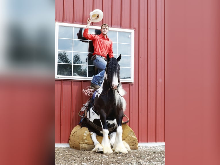 Gypsy Horse Gelding 4 years 14,3 hh Tobiano-all-colors in Millersburg