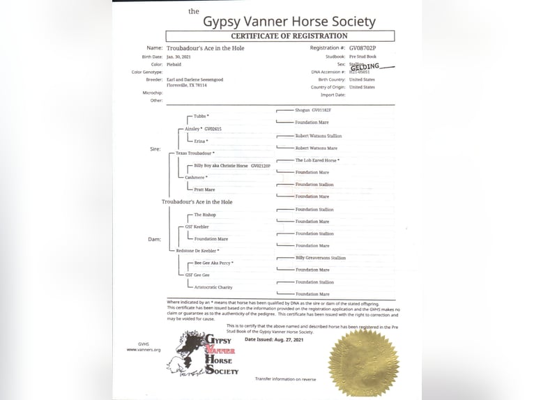 Gypsy Horse Gelding 4 years 14,3 hh Tobiano-all-colors in Millersburg