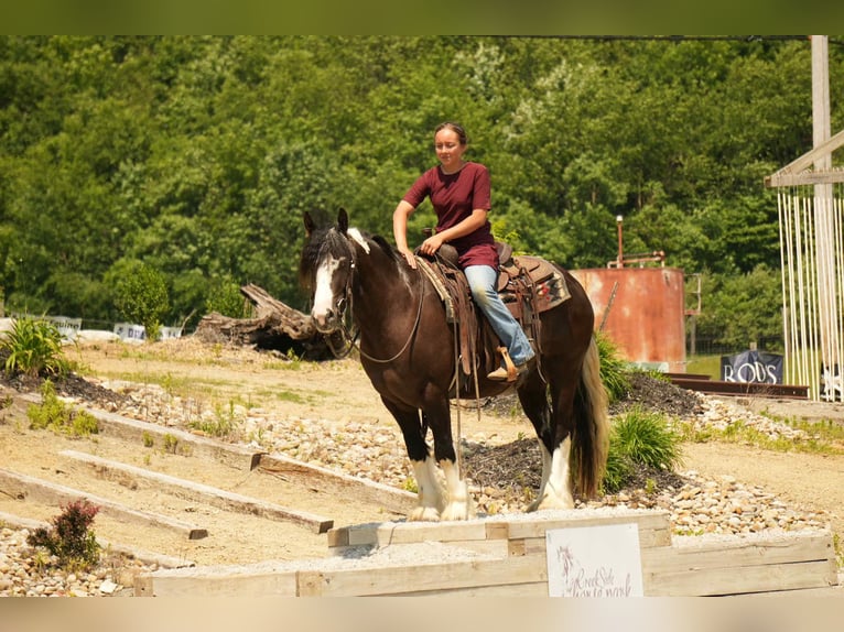 Gypsy Horse Mix Gelding 4 years 14,3 hh in Fresno, OH