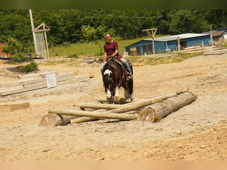 Gypsy Horse Mix Gelding 4 years 14,3 hh in Fresno, OH