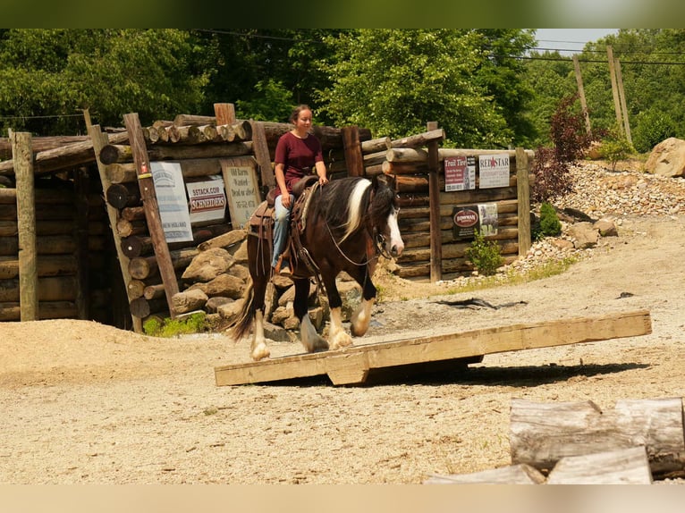 Gypsy Horse Mix Gelding 4 years 14,3 hh in Fresno, OH