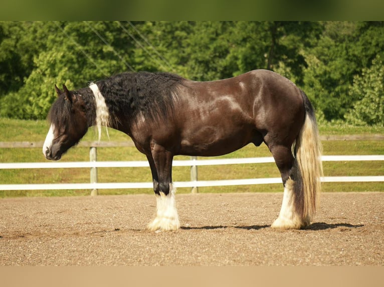 Gypsy Horse Mix Gelding 4 years 14,3 hh in Fresno, OH