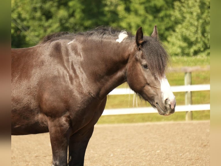 Gypsy Horse Mix Gelding 4 years 14,3 hh in Fresno, OH
