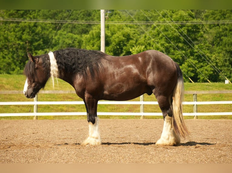 Gypsy Horse Mix Gelding 4 years 14,3 hh in Fresno, OH