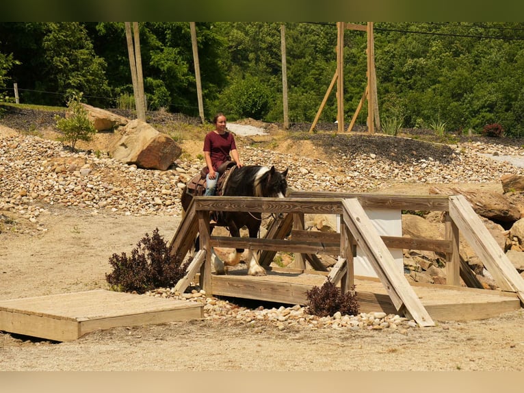 Gypsy Horse Mix Gelding 4 years 14,3 hh in Fresno, OH