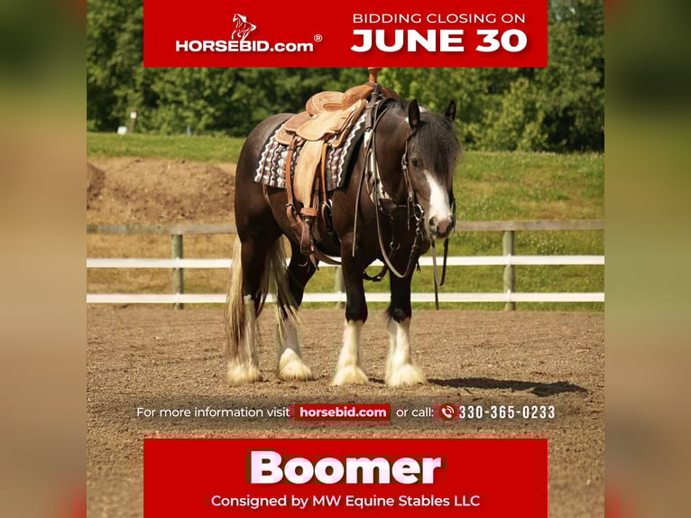 Gypsy Horse Mix Gelding 4 years 14,3 hh in Fresno, OH