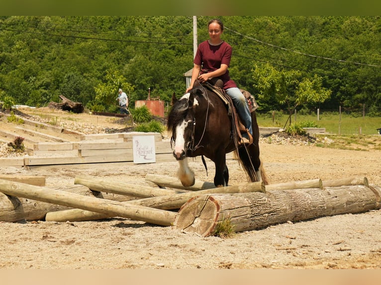 Gypsy Horse Mix Gelding 4 years 14,3 hh in Fresno, OH