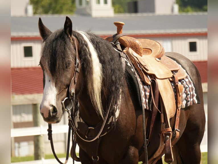Gypsy Horse Mix Gelding 4 years 14,3 hh in Fresno, OH