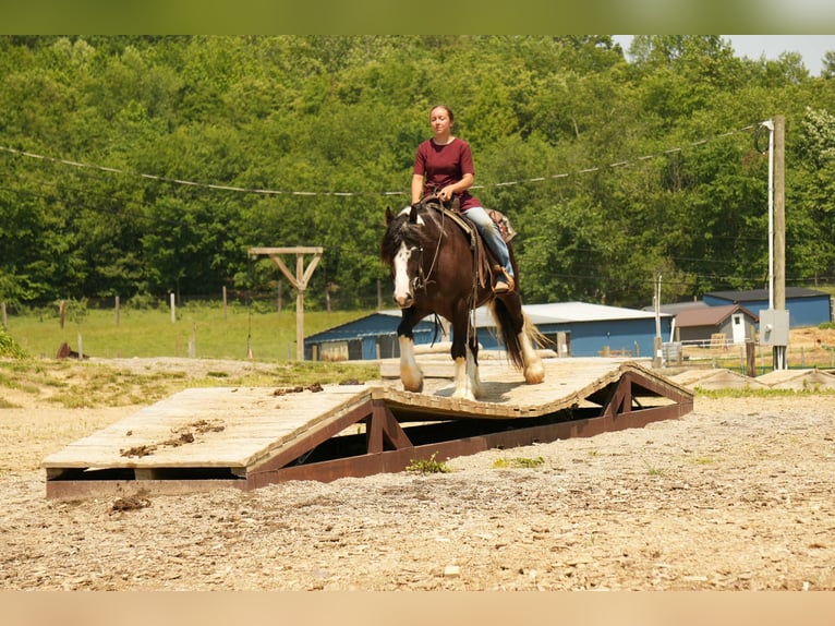 Gypsy Horse Mix Gelding 4 years 14,3 hh in Fresno, OH