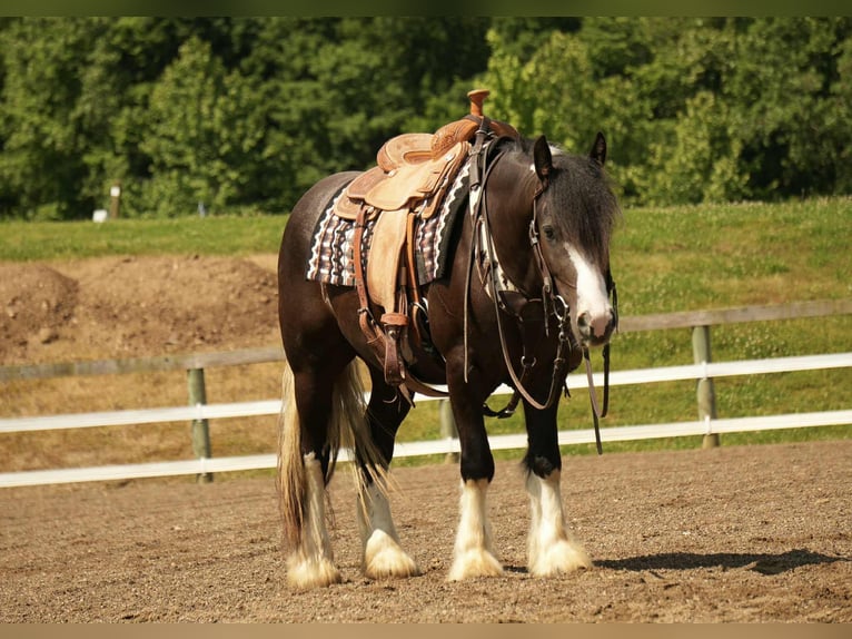 Gypsy Horse Mix Gelding 4 years 14,3 hh in Fresno, OH