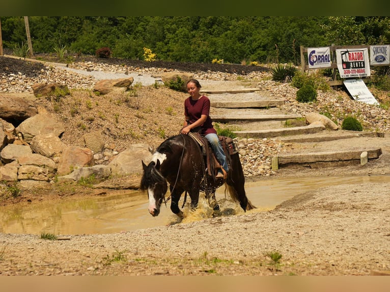 Gypsy Horse Mix Gelding 4 years 14,3 hh in Fresno, OH